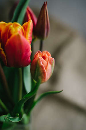 Bouquet of beautiful tulips. Spring bouquet. Beautiful flowers in a vase.の写真素材