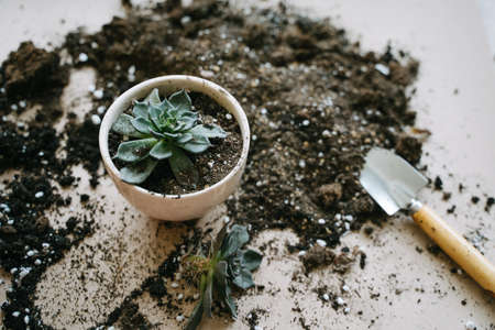Transplanting a plant in ceramic pot. In his hand is a spatula with soil for a houseplant.の写真素材