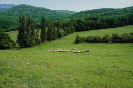 Natural background. Sheep grazing on a green field.の写真素材