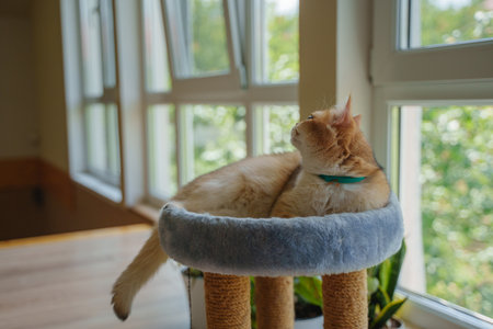 An orange cat lies on a scratching post.の写真素材