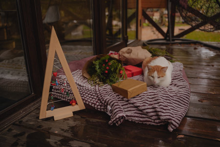 The cat lies on a blanket with Christmas gifts and coniferous bouquets.の写真素材