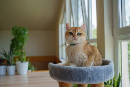A ginger cat lies on a scratching post under the window and among indoor plantsの写真素材