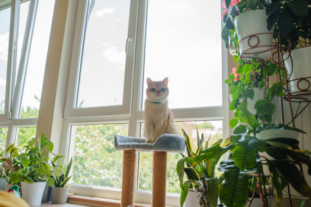 A ginger cat sits on a scratching post by a large floor-to-ceiling window.の写真素材