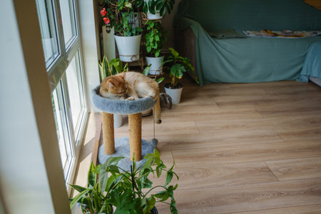 A ginger cat lies on a scratching post under the window and among indoor plants.の写真素材