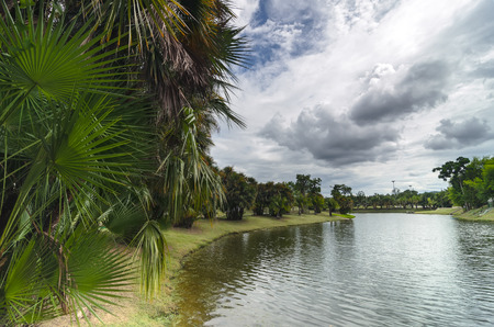 Palm trees at the lakesideの写真素材