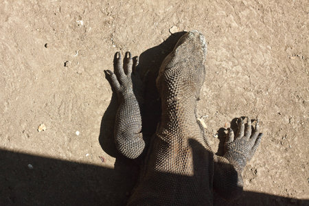 Comodo dragon - aerial viewの写真素材