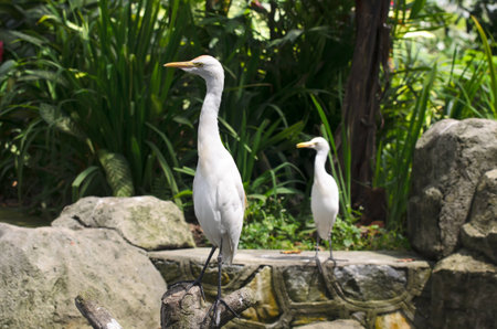 Cattle egret closeup in the parkの写真素材