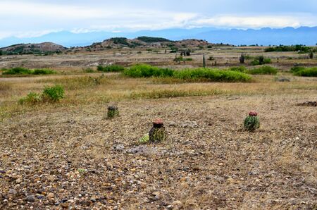View to Tatacoa desert with few greenery  cactus and bushes