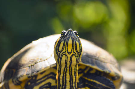 The red-eared slider turtle closeupの写真素材