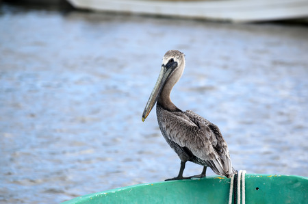 Brown pelican standing on boat edgeの写真素材