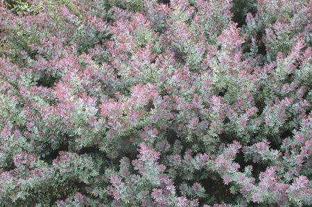 Branches with numerous green-blue with pink leaves of tropical treeの写真素材