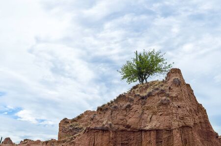 Green cactus and tree on top of sandy rock and blue cloudy skyの写真素材