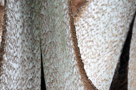 Closeup of palm tree leaf base - natural backgroundの写真素材