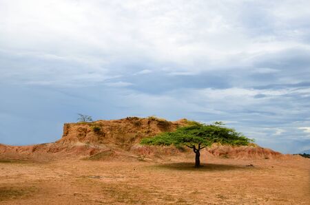 Single flat-top green tree in orange savanna terrainの写真素材