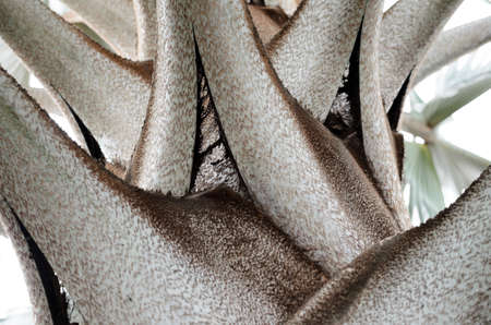 Bottom-up closeup view to Bismarckia nobilis leave's baseの写真素材