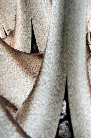 Bismarckia nobilis palm tree leaves' base closeupの写真素材