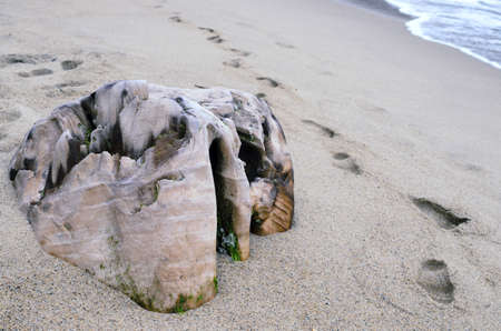 Peace of wood of interesting shape and color buried in sand at the beachの写真素材