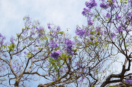Blooming with purple flowers Jacaranda tree branches against blue-white skyの写真素材