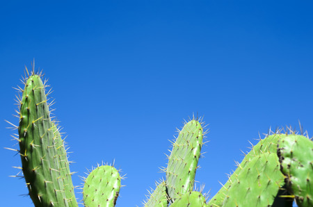 Opuntia cacti against blue skyの写真素材