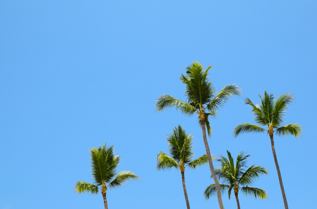 Green palm trees against blue skyの写真素材