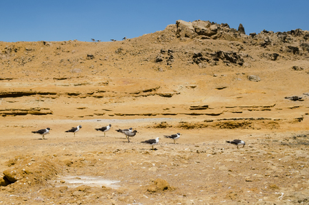 Marine birds in the natural habitat at the deserted beachの写真素材