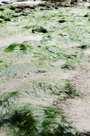 Green wet seaweed at the sandy beachの写真素材