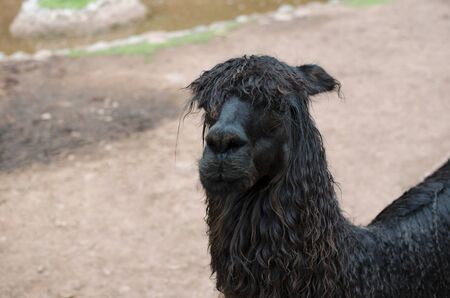 Sad alpaca's portraitの写真素材