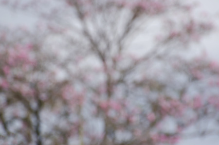 Blurred blooming Tabebuia rosea treeの写真素材