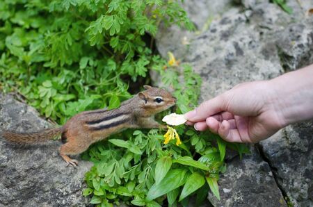 Ground squirrel wondering around woman's hand with a dry banana chipの写真素材