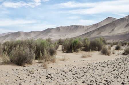 View to desert, grass and salina in frontの写真素材