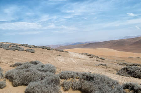 View to desert and tillandsia plantの写真素材
