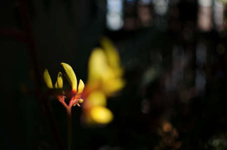 Yellow fluffy buds shining in the darknessの写真素材