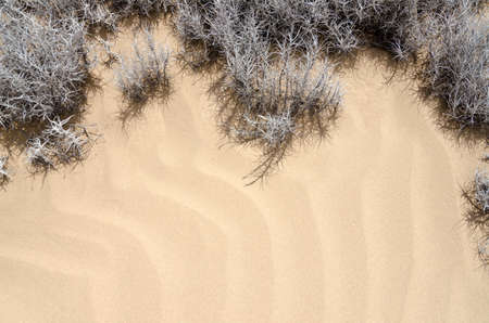 Natural background - sand sune and tillandsia plantの写真素材