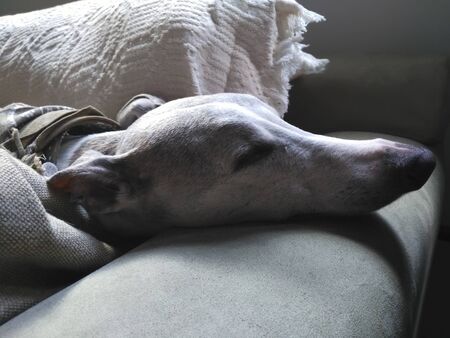 Sleeping dog portraitの写真素材