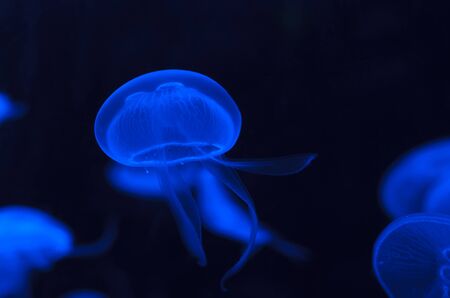 Moon jellyfish glowing blueの写真素材