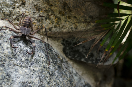 Whip spider on the rock