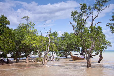 Traditional Thai longtail boat among mangrove trees close to the shoreの写真素材