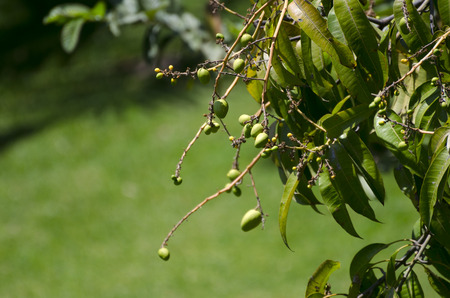 Green mango fruits at the mango tree in the garden - closeup shot
