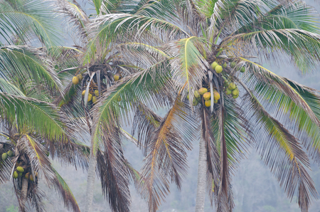 Palm trees with coconuts on a rainy day - closeupの写真素材