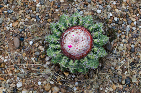 Blooming cactus in the prairie - closeup, view from above