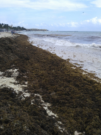 PLAYA DEL CARMEN, MEXICO, 03 JAN 2019: city public beach with huge piles of algae thrown to the shore by the tideのeditorial素材