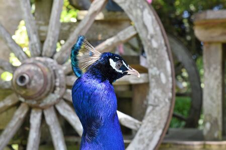 Peacock in front of wagon wheelの写真素材
