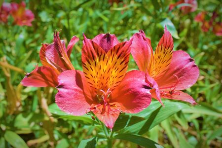 Red and yellow Peruvian Lily with green backgroundの写真素材
