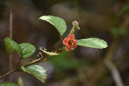 Red flower on native New Zealand Gloxinia plantの写真素材