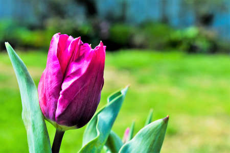 Pink tulip with green grass background