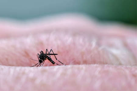 Close up of a mosquito biting a person's handの写真素材
