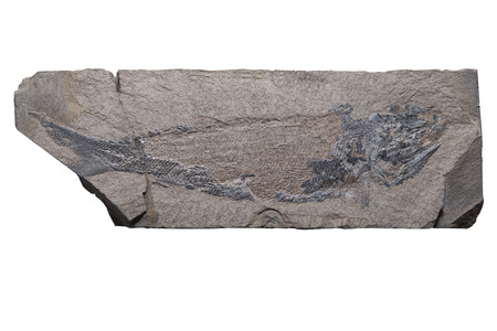 Plant Leaf fossil in stone, isolated on white