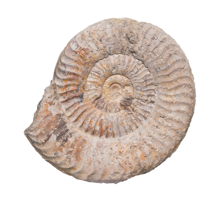 Fossil Ammonite isolate background with clipping pathの写真素材