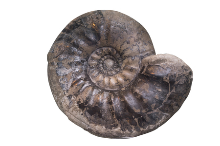 Fossil Ammonite isolate background with clipping pathの写真素材