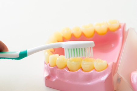 Denture shows how to use toothbrush, dental equipment